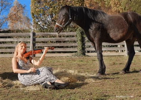 Do Horses Like Music – A Deeper Dive into the Enchanting Relationship between the Hoofed Friend and Music